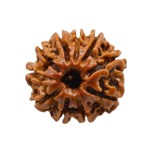 Ten Mukhi Rudraksha