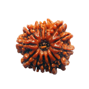 Twelve Mukhi Rudraksha