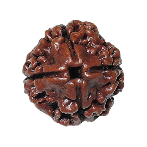 Four Mukhi Rudraksha