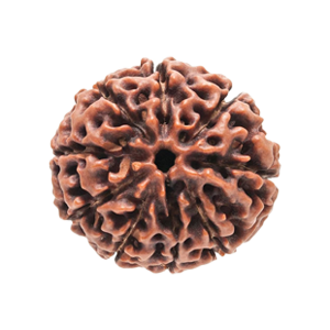 Nine Mukhi Rudraksha