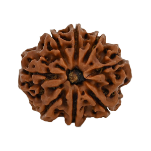 Eight Mukhi Rudraksha