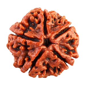 Five Mukhi Rudraksha