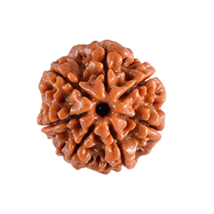 Seven Mukhi Rudraksha