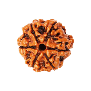 Six Mukhi Rudraksha