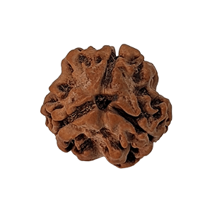 Three Mukhi Rudraksha