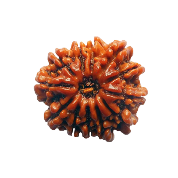 Thirteen Mukhi Rudraksha