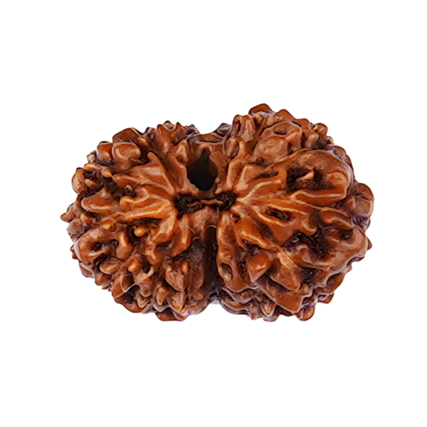 Fourteen Mukhi Rudraksha