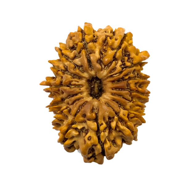 Fifteen Mukhi Rudraksha