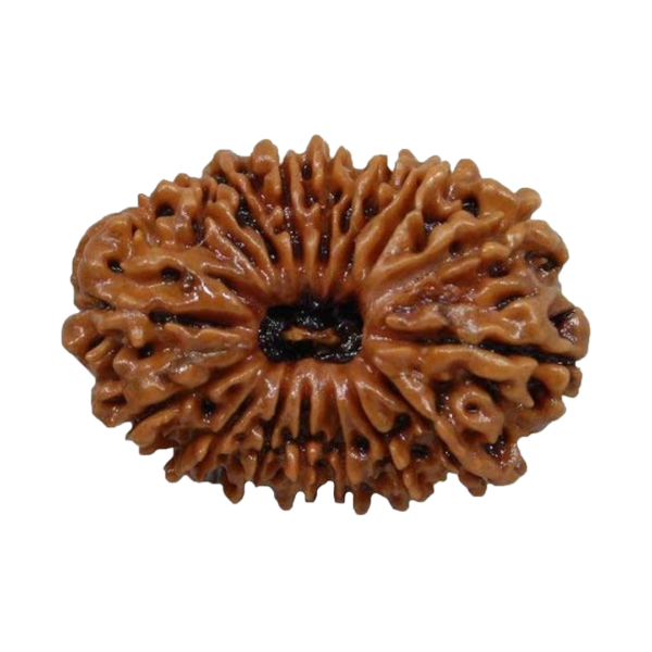 Sixteen Mukhi Rudraksha