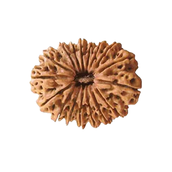 Seventeen Mukhi Rudraksha