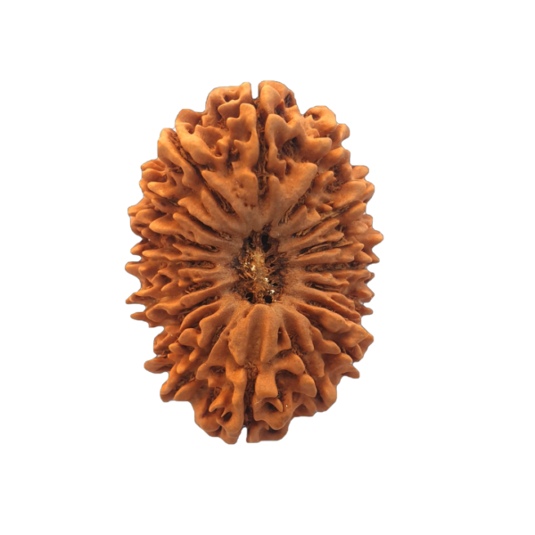 Eighteen Mukhi Rudraksha