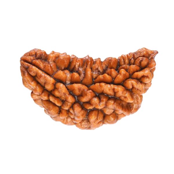 One Mukhi Rudraksha