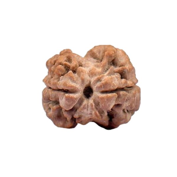 Two Mukhi Rudraksha