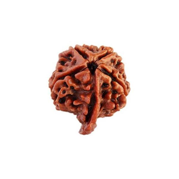 Ganesh Rudraksha