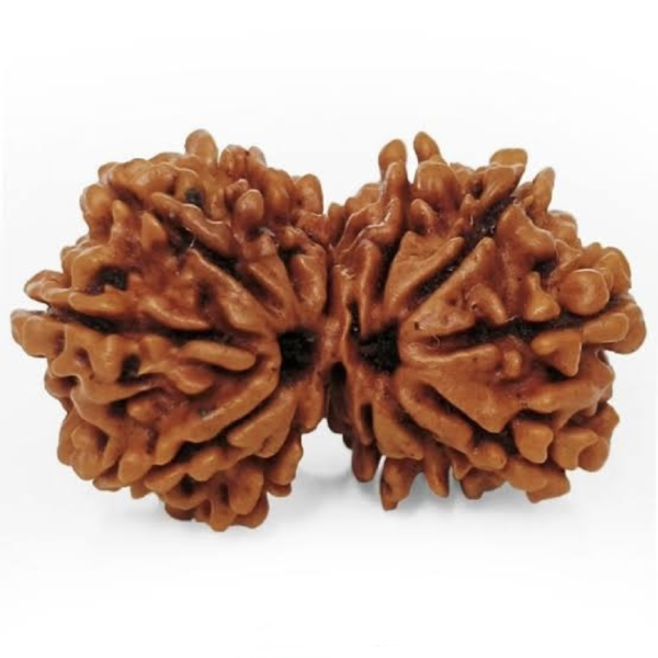 Gauri-Shankar Rudraksha