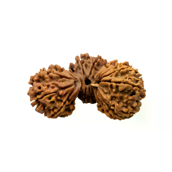 Trijuti Rudraksha