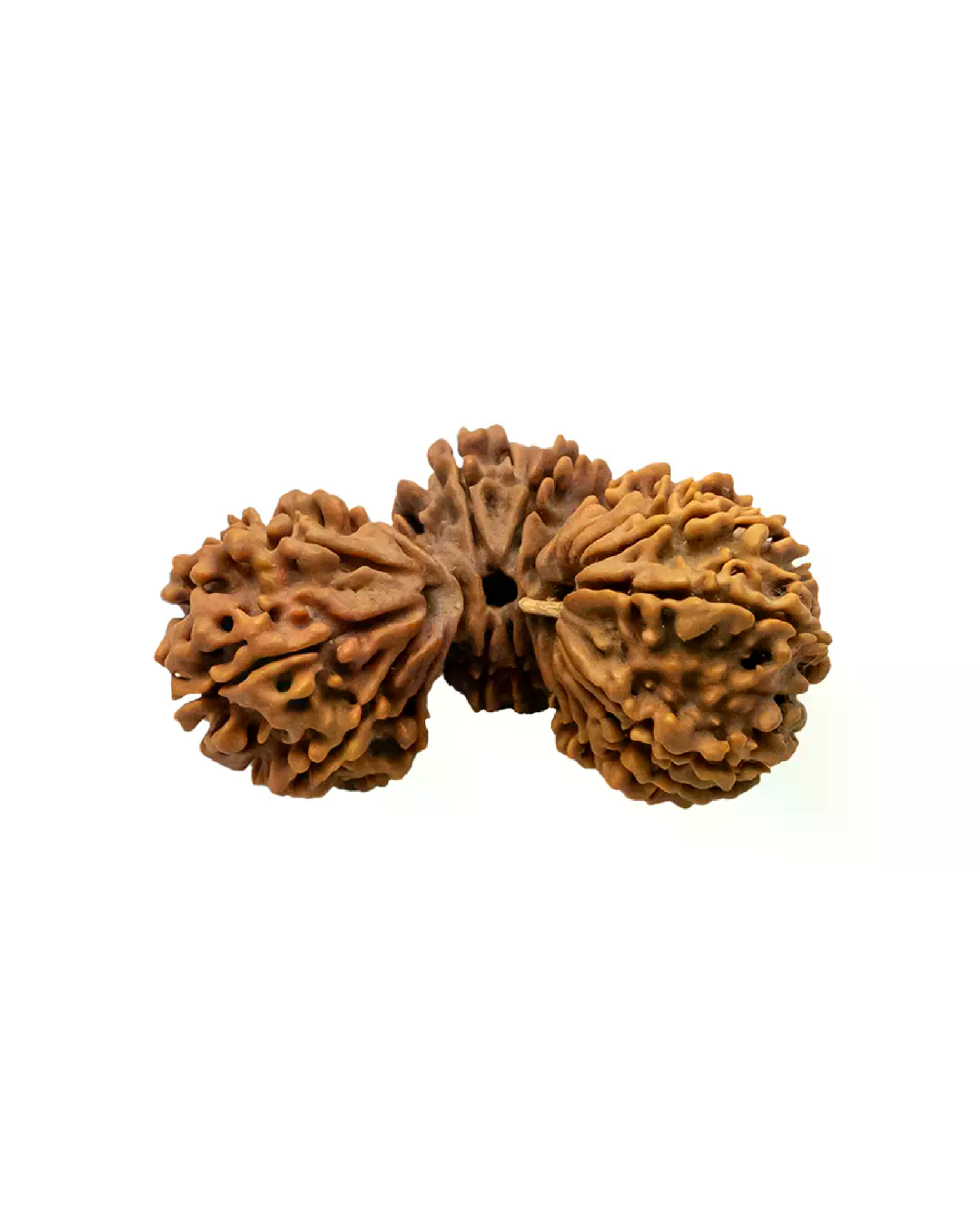 Trijuti Rudraksha