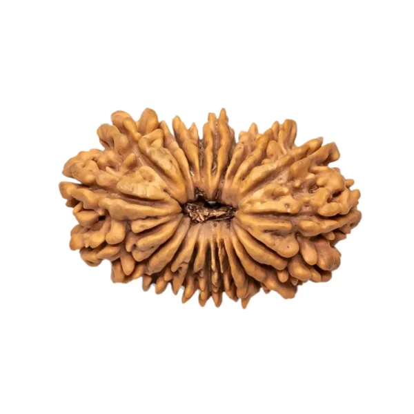 Twenty One Mukhi Rudraksha