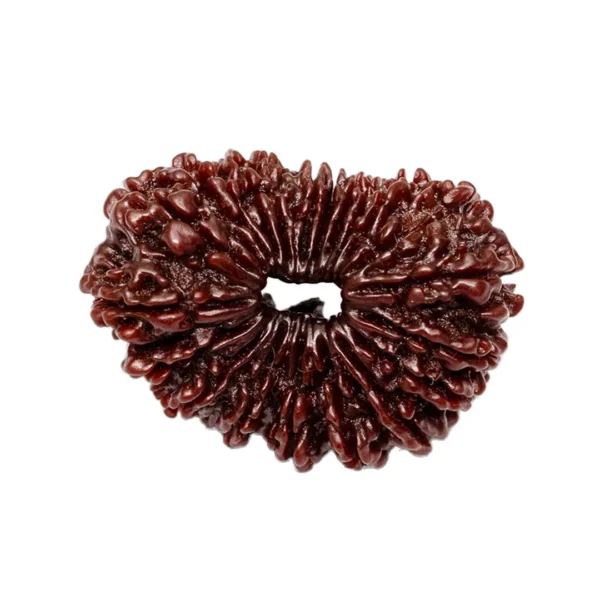 Twenty Mukhi Rudraksha